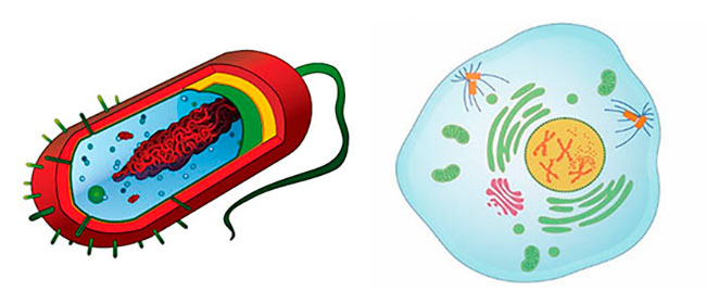 procariotas vs eucariotas