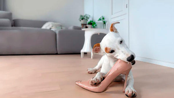 perro comiendo un zapato en casa