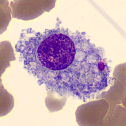 macrofago humano