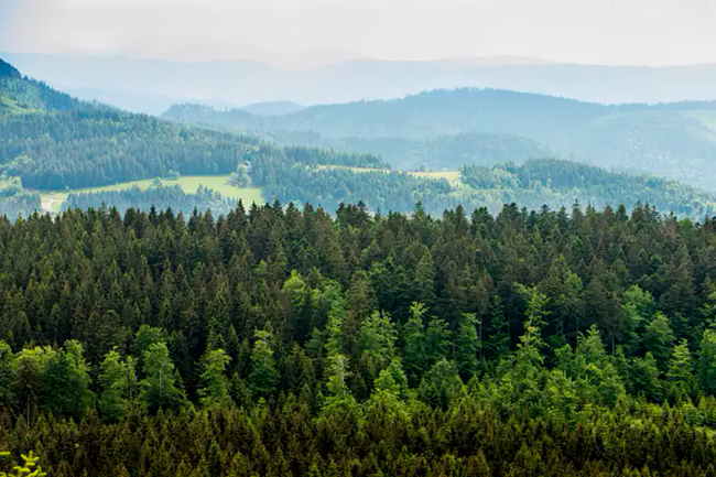 restaurar los bosques