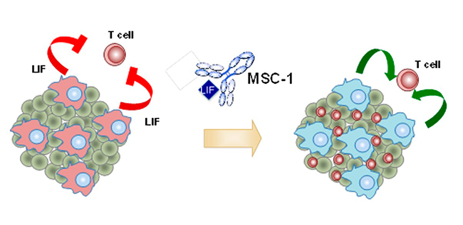 esquema actuación fármaco MSC-1 en LIF de tumor