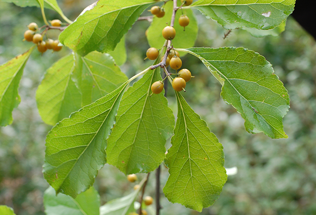 planta Celastrus orbiculatus en Europa
