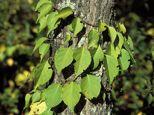 hojas de Celastrus orbiculatus 