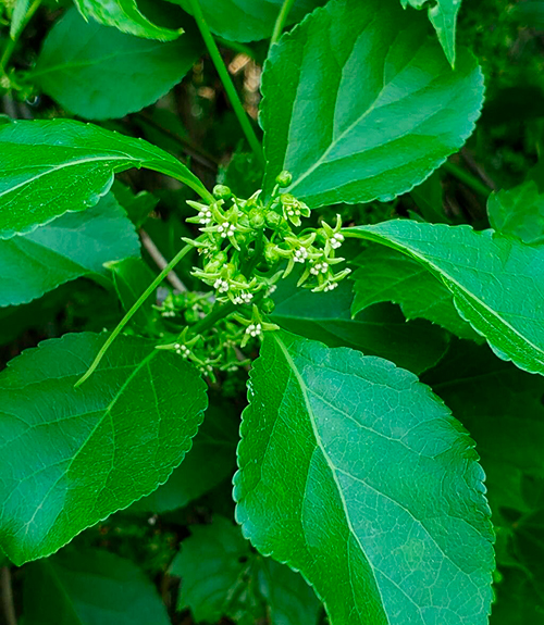 inflorescencia de Celastrus orbiculatus