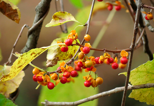 frutos de Celastrus Orbiculatus