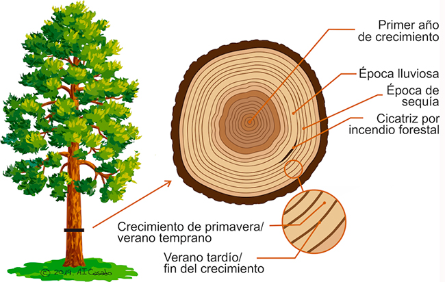 esquema dendrocronología