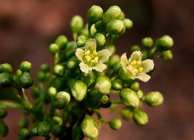 detalle de flores de Celastrus orbiculatus