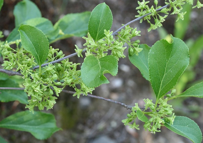 Celastrus orbiculatus floreciendo