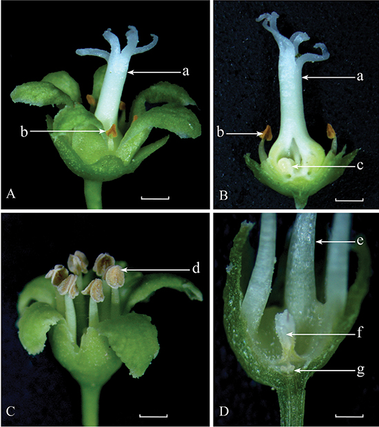 Figura 1 sobre el genero de las flores de Celastrus orbiculatus en Europa