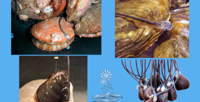 MolluSCAN portada