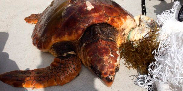 tortuba Boba atrapada y liberada 