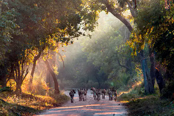 Parque Nacional de Gorongosa, XIX Premios a la Conservacion de la Biodiversidad de la Fundacion BBVA