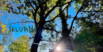 campaña el bosque es agua portada