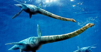 recreacion de elasmosauros en el mar, fósil de elasmosaurio Antártida portada