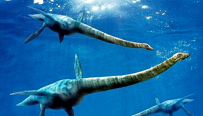 recreacion de elasmosauros en el mar, fósil de elasmosaurio Antártida portada