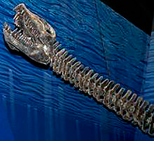 fosil de elasmosaurio