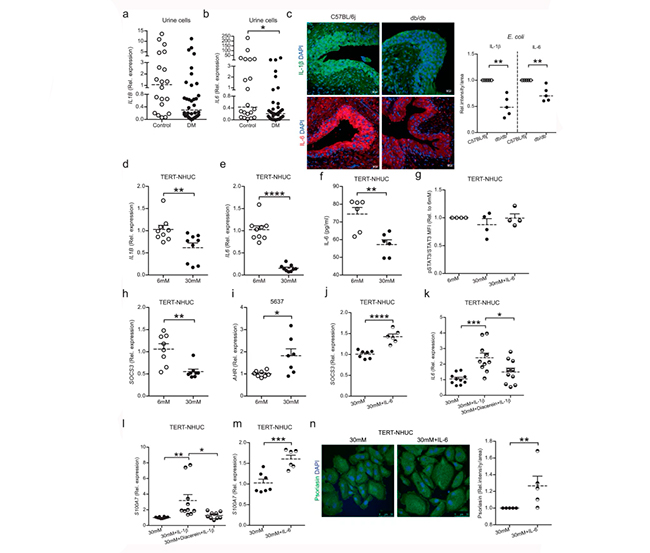 Figura 2 estudio infeccion de orina derivada de la siabetes, glucosa y expresion de psoriasina por IL-6