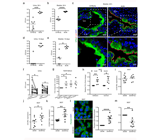Figura 6 estudio infeccion de orina derivada de la diabetes, efecto del estradiol