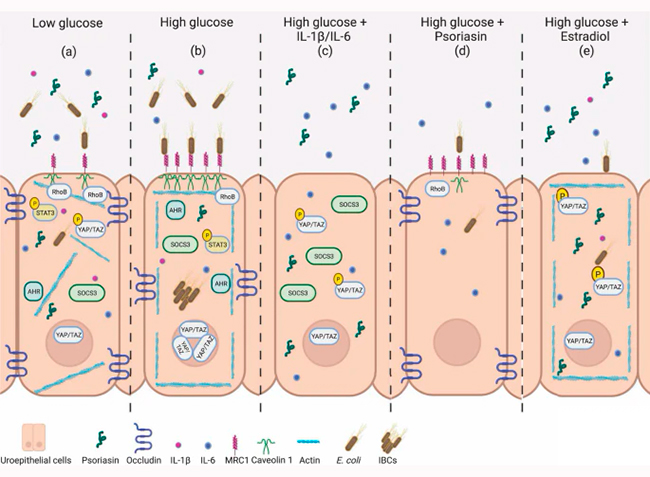 Figura 7 esquema resumen estudio infeccion de orina derivada de la diabetes por E.coli, psoriasina y efecto estradiol