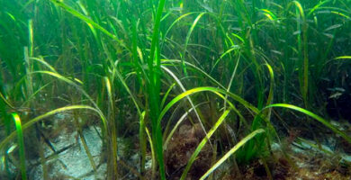 bosques submarinos de zoostera en el Puerto de Vigo, portada