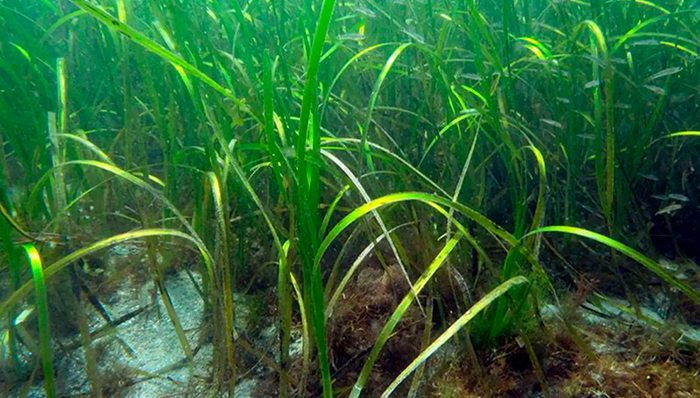 bosques submarinos de zoostera en el Puerto de Vigo, portada