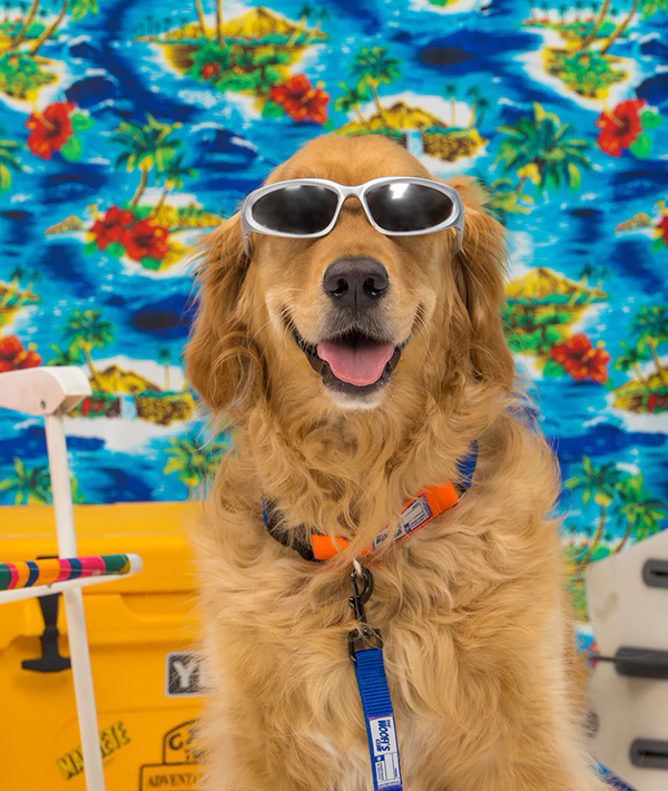 perro con accesorios sostenibles y divertidos