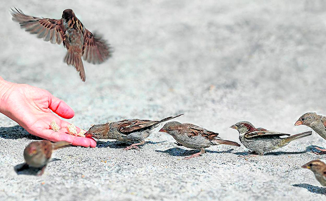 alimentación de aves urbanas