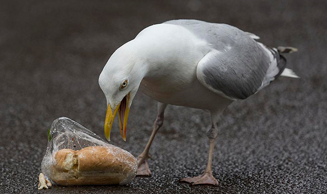 gaviota argéntea urbana picoteando un alimento humano