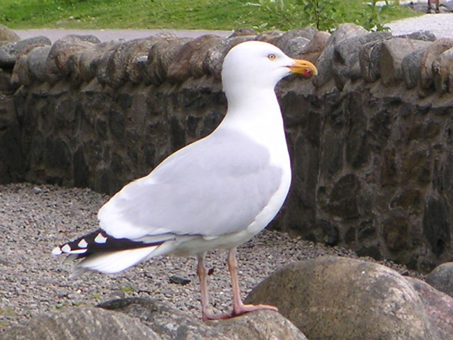 gaviota argéntea urbana