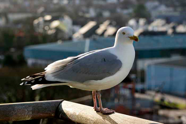 gaviota argentea urbana en lo alto