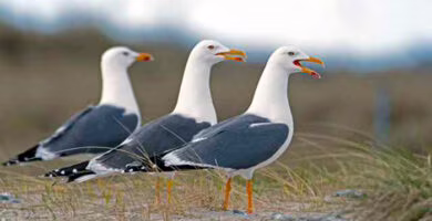 gaviotas argénteas urbanas, portada
