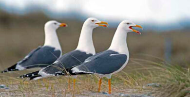 gaviotas argénteas urbanas, portada