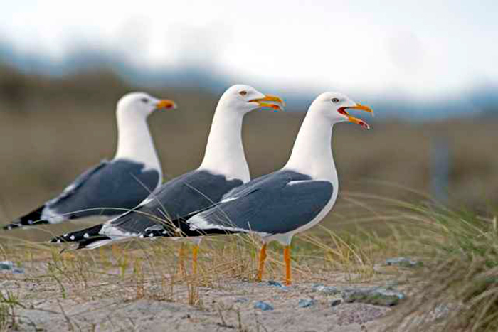 gaviotas argénteas urbanas, portada