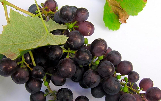 resveratrol en piel de uva negra