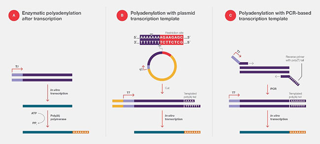 esquema genérico de los pasos de una transcripción in vitro