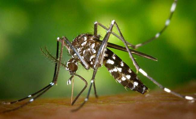 mosquito tigre Aedes aegypti