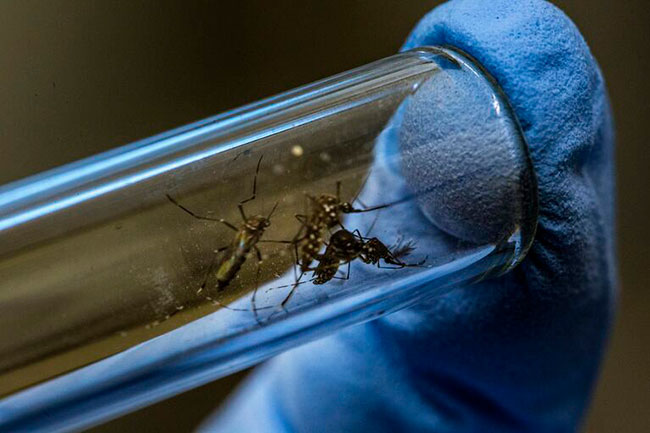 recolección de saliva de mosquitos 