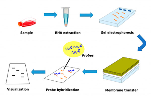 esquema del proceso de Northern blot para el ARN antiinmune del dengue