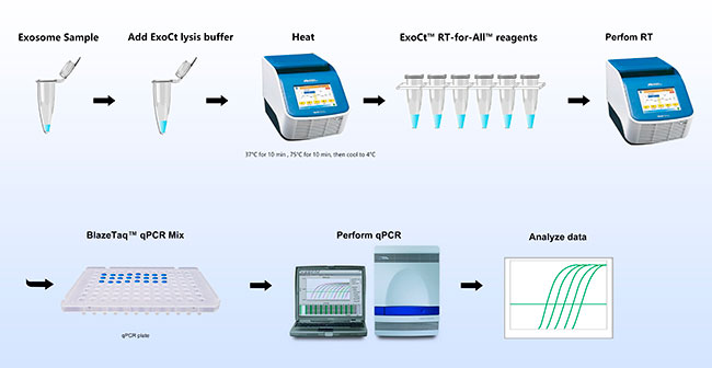 esquema del proceso de RT-qPCR del ARN antiinmune del dengue