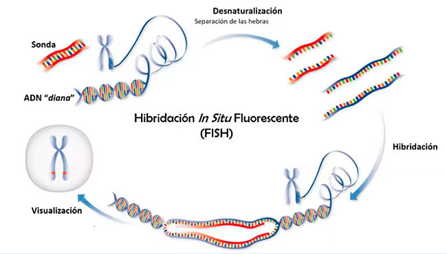 esquema del proceso de tinción FISH para el ARN antiinmune del dengue
