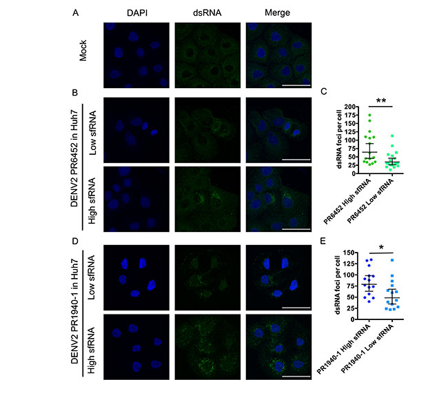 Figura 4 del estudio de ARN antiinmune del dengue