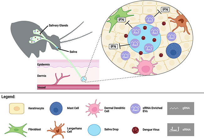 Figura 6 del estudio de ARN antiinmune del dengue