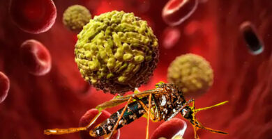 estudio de ARN antiinmune del dengue, portada