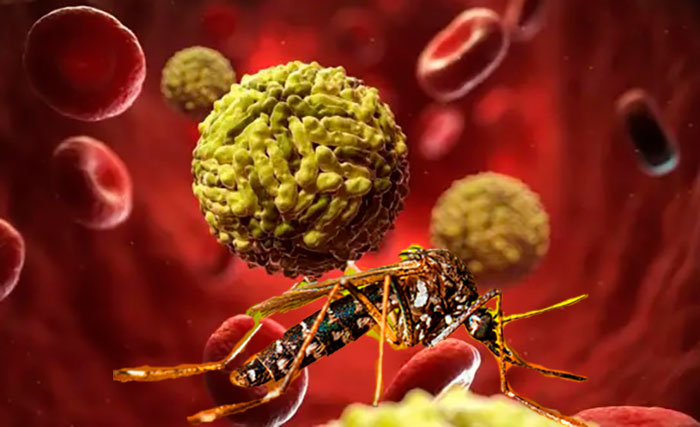 estudio de ARN antiinmune del dengue, portada