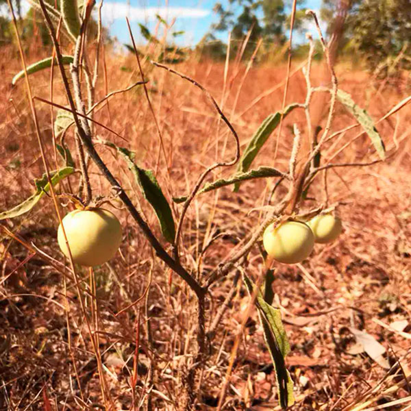 Solanum plastisexum con frutos