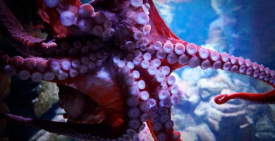 calamar gigante en el Golfo de México portada
