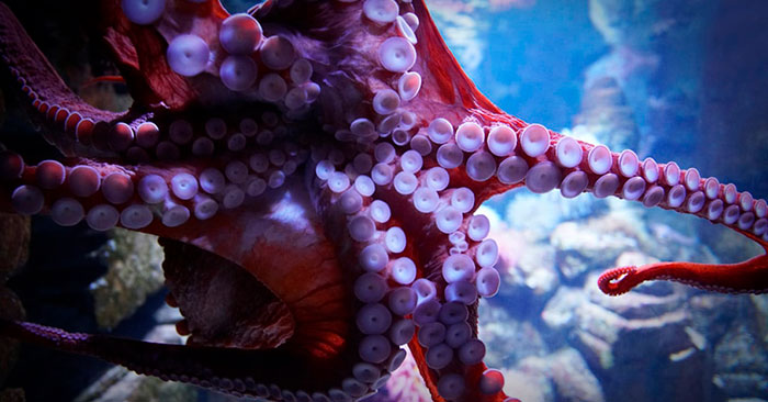 calamar gigante en el Golfo de México portada
