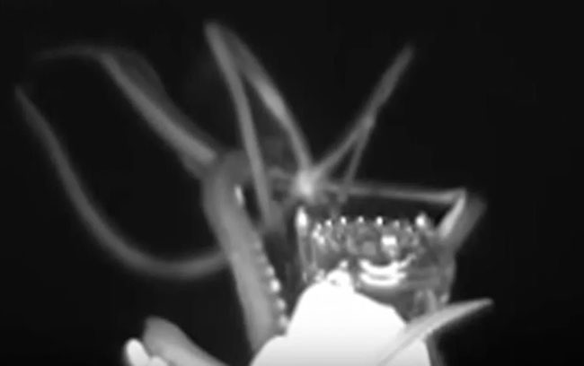 imagen del vídeo del calamar gigante en el Golfo de México