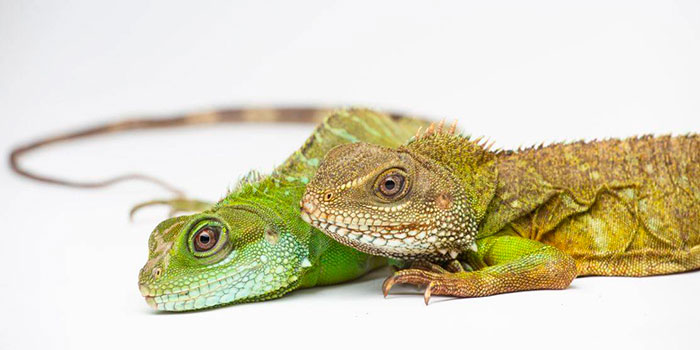 partenogenesis en hembra de dragon verde, portada