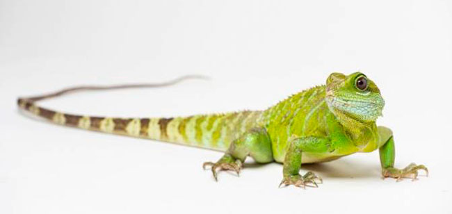 cria de dragon verde